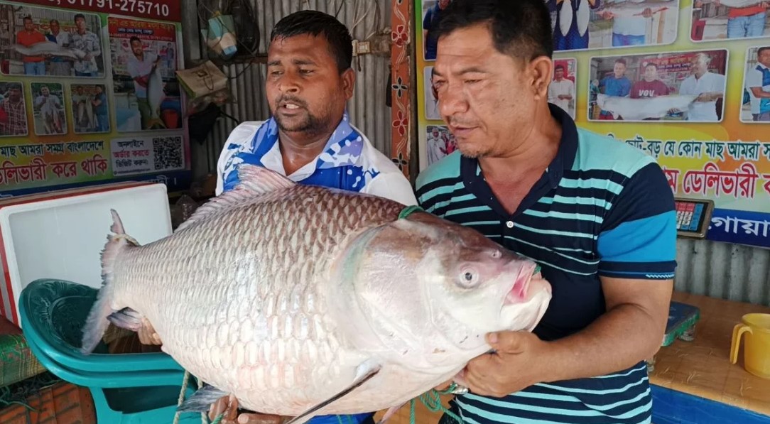 গোয়ালন্দে পদ্মার এক কাতলা অর্ধলাখ টাকায় বিক্রি