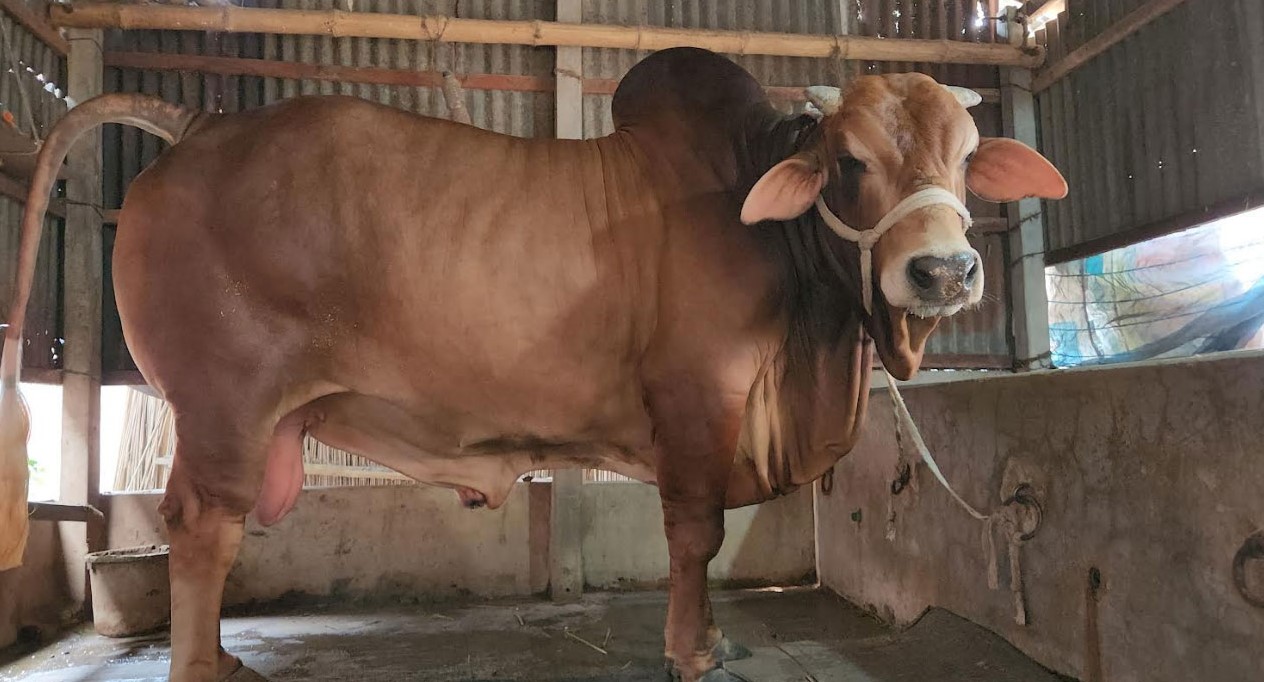 রাজবাড়ীর রাজার দাম ৮ লাখ টাকা, ওজন ২০ মণ