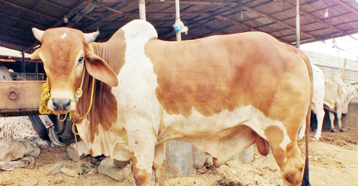 ঘুষ দুর্নীতির টাকায় কোরবানি, ইসলাম কী বলে