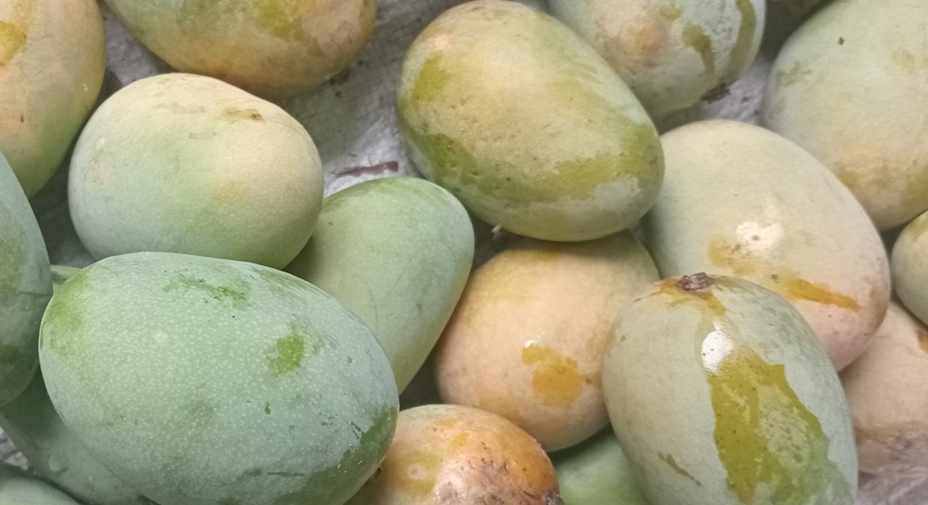 রাজশাহীতে জমে উঠেছে আমের হাট