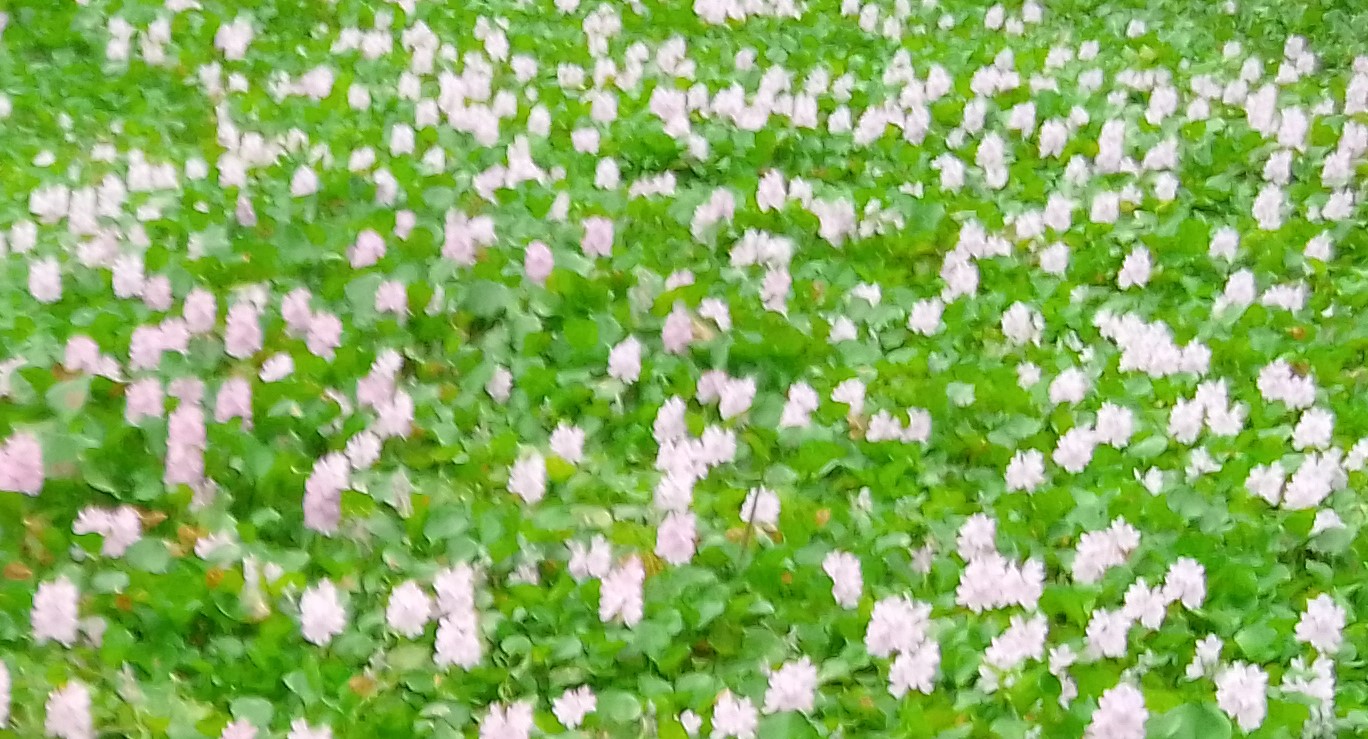 লালমনিরহাটে নয়নাভিরাম ফুল কচুরিপানা