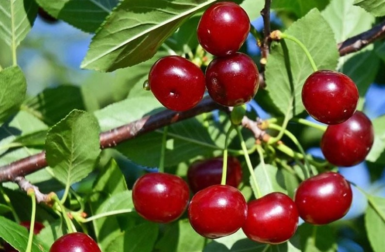 ইউরিক অ্যাসিড নিয়ন্ত্রণে যে ফলগুলো খাবেন