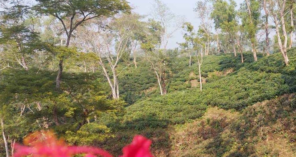 বন্ধুর সঙ্গে চা বাগানে ঘুরতে গিয়ে সংঘবদ্ধ ধর্ষণের শিকার তরুণী