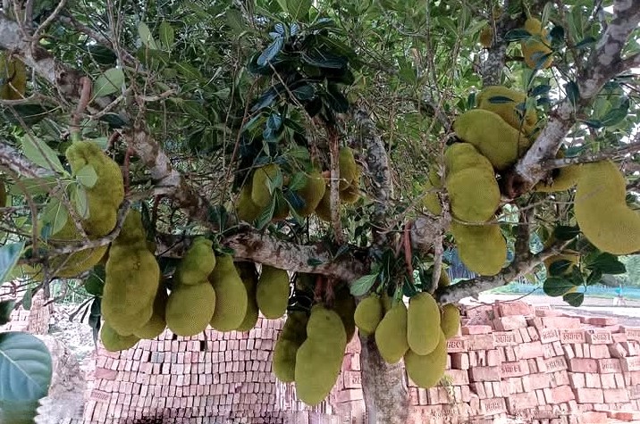 মেহেরপুরে গাছে গাছে শোভা পাচ্ছে জাতীয় ফল কাঁঠাল