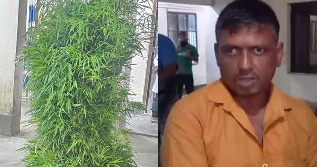 ইউটিউব দেখে গাঁজার চাষ শুরু করেন বিল্লাল