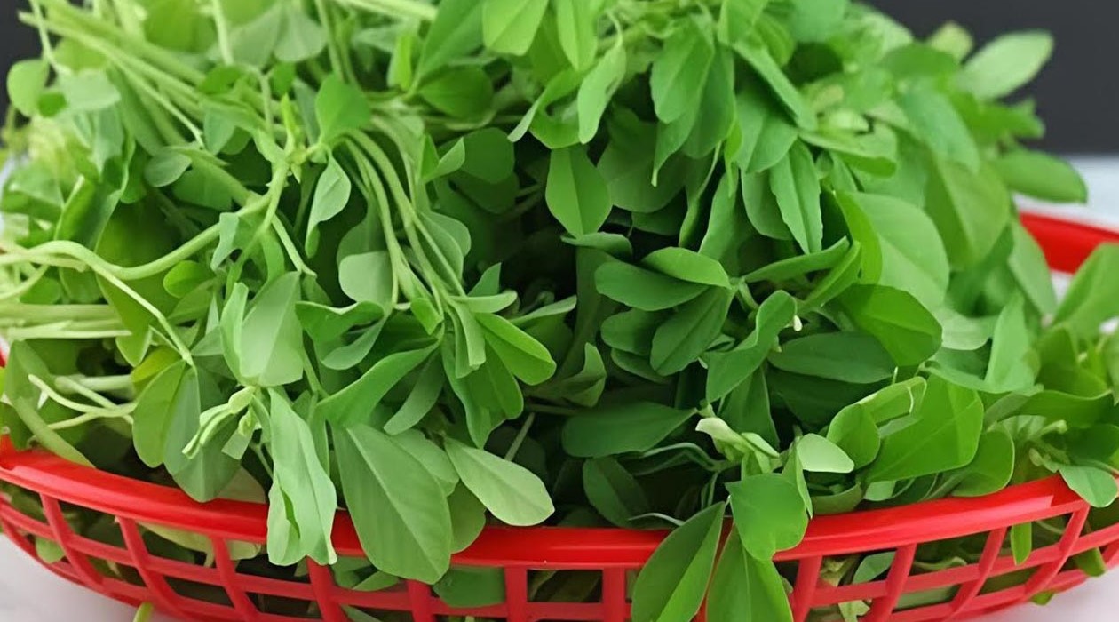 মেথি শাক খাওয়ার উপকারিতা জেনে নিন