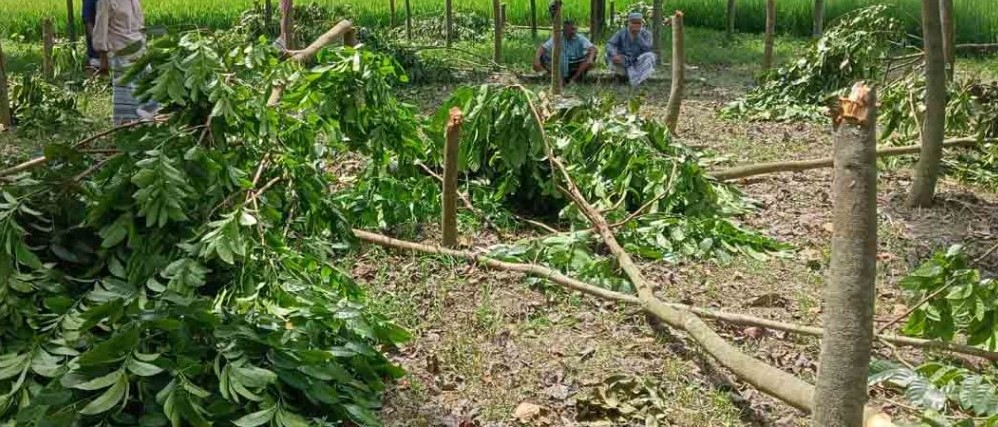 মান্দায় রাতের আঁধারে কাটা হলো এতিমখানার ১৮৭ গাছ