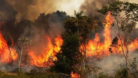 আগুনে পুড়ছে সুন্দরবন