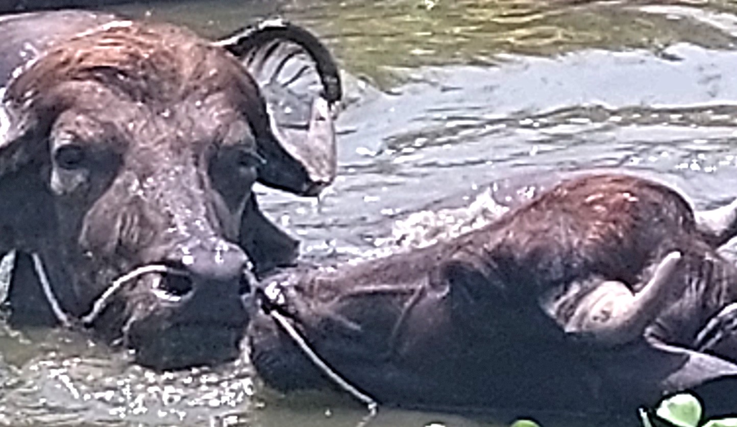 আদমদীঘিতে তাপদাহে জনজীবনে স্থবিরতা