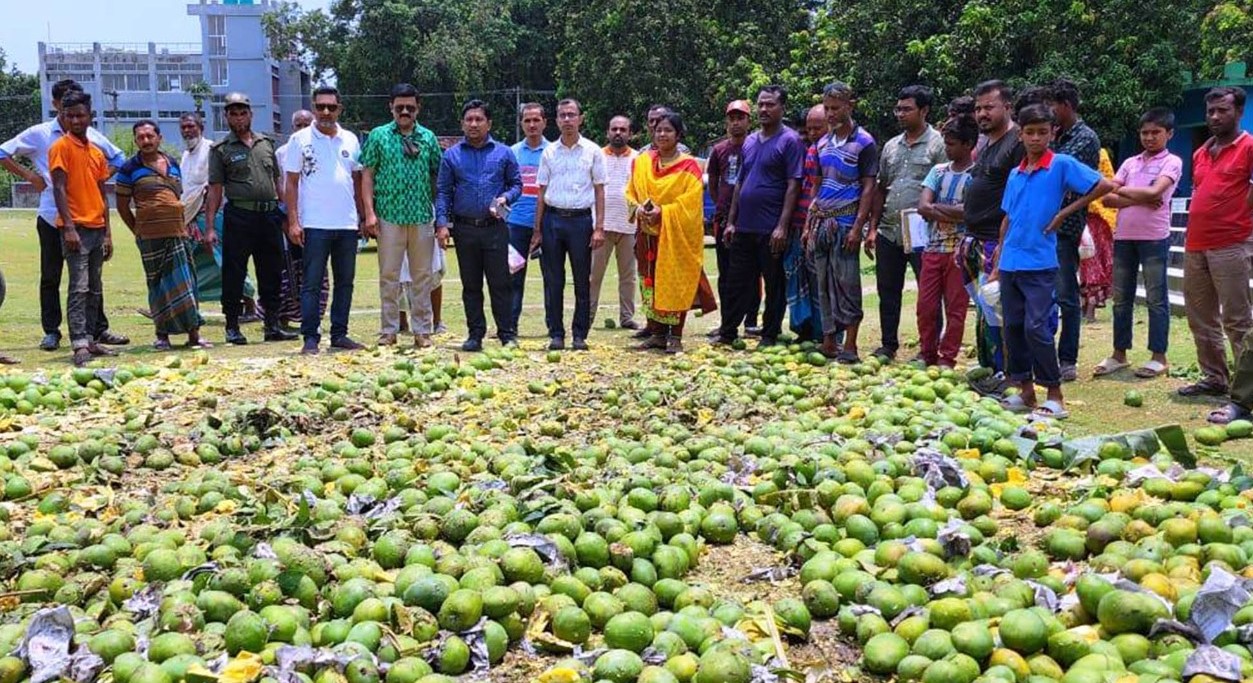 দেবহাটায় ১৩শ কেজি অপরিপক্ক ক্যামিকেল মিশ্রিত আম বিনষ্ট