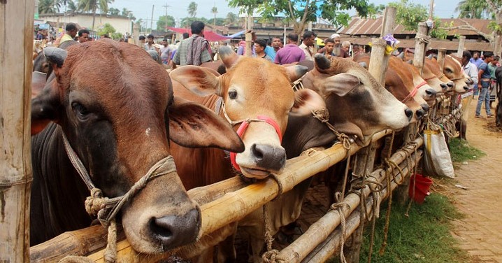 কোরবানির জন্য প্রস্তুত ১ কোটি ২৪ লাখ পশু