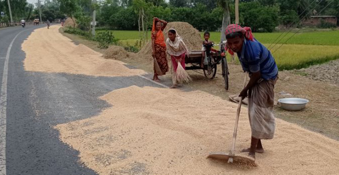 বৈরী আবহাওয়ায় ফুলবাড়ীতে মাঠেই পচছে পাকা বোরো ধান