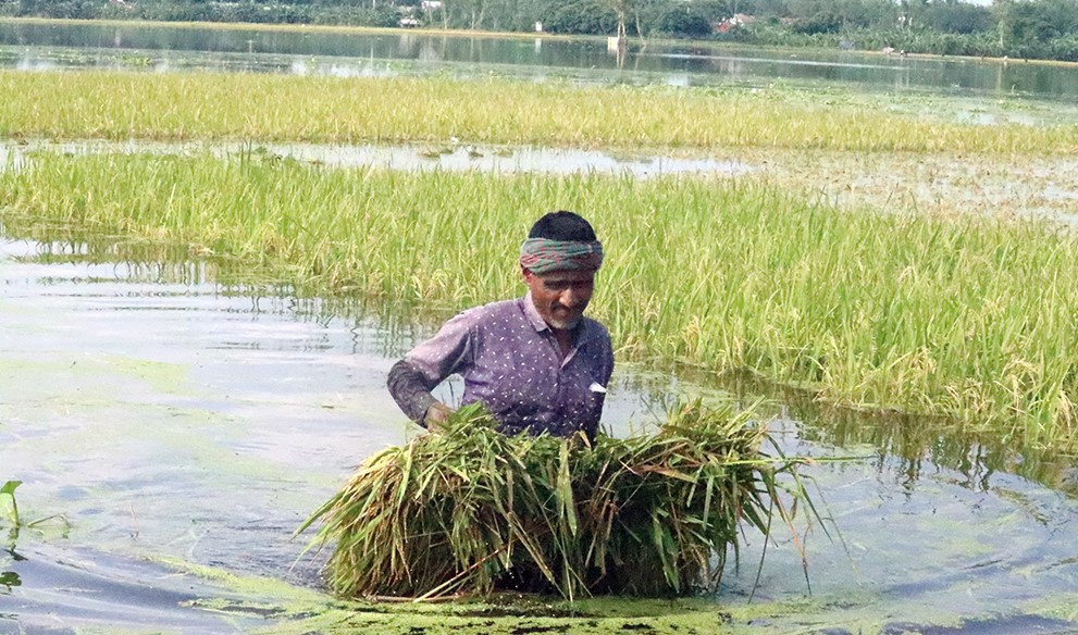 ফুলবাড়ীতে অপরিকল্পিত ক্যানেলের ফাঁদে কৃষকরা