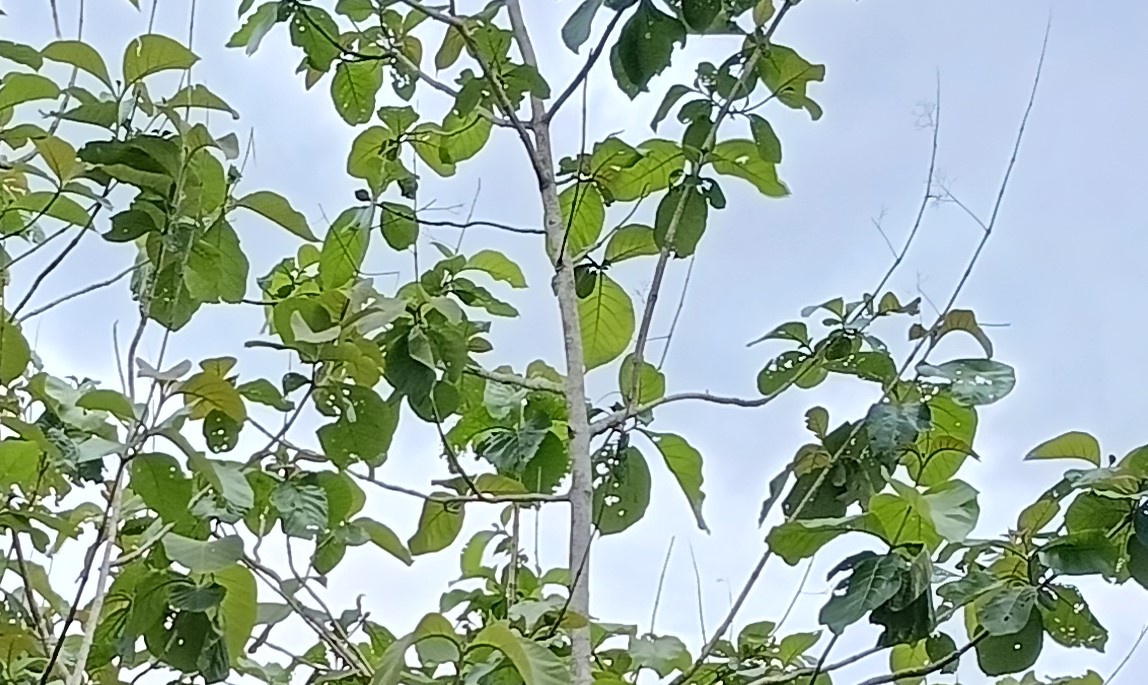 লংগদুতে সেগুন বনায়নে বিপন্ন প্রকৃতি