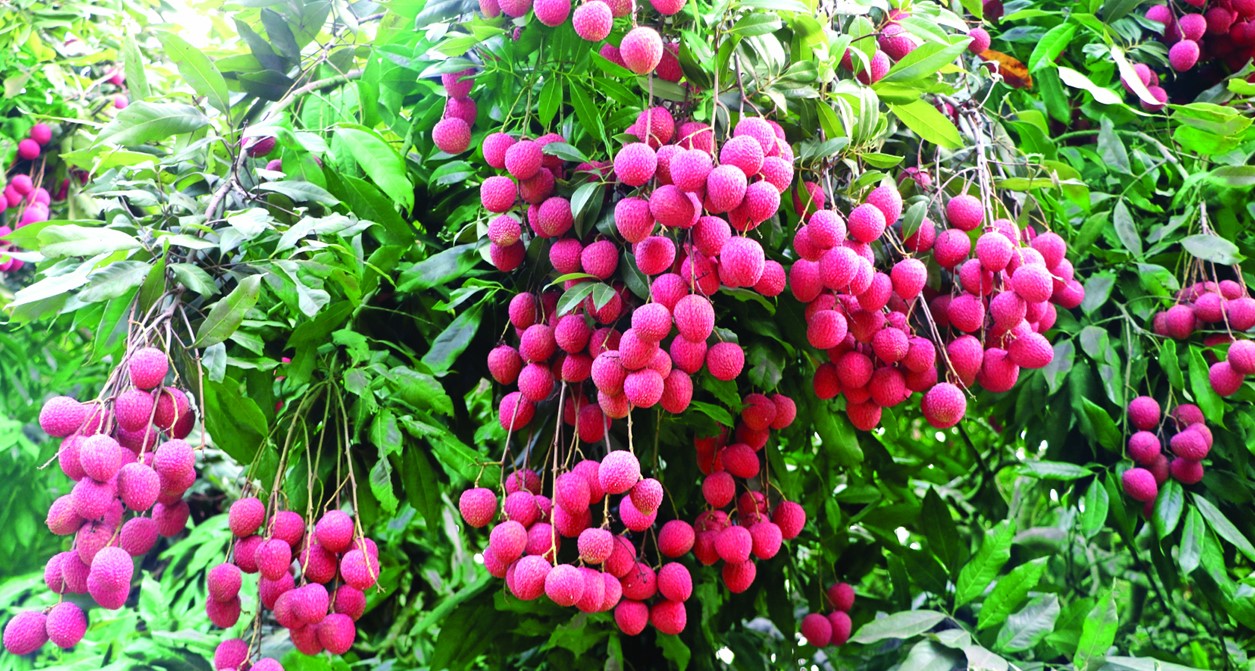 ভালো লিচু চেনার উপায়