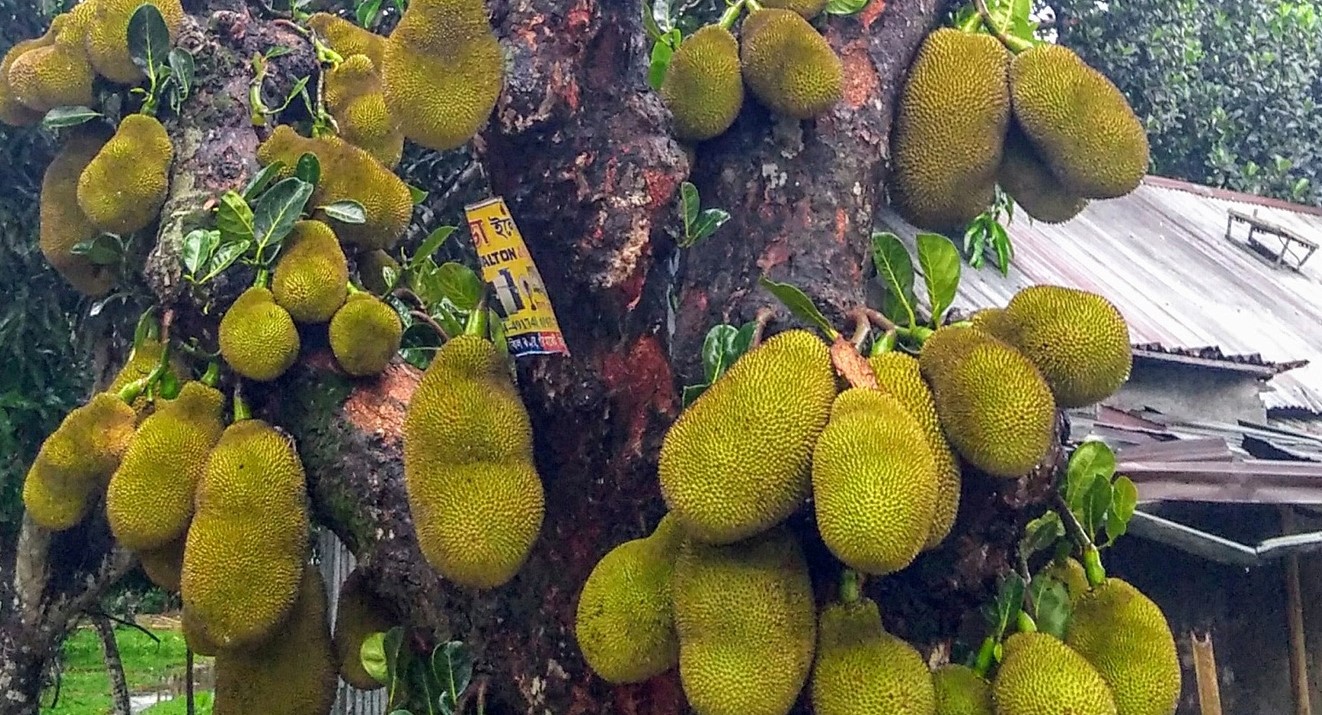 কেন কাঁঠাল খাবেন? জেনে নিন ৬টি আশ্চর্য উপকারিতা