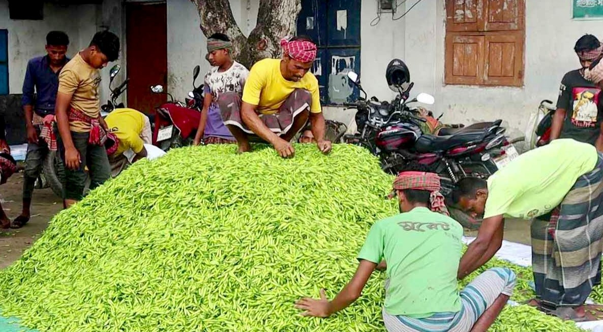 ৪০ টাকার কাঁচা মরিচ এক সপ্তাহের ব্যবধানে ২৪০ টাকা