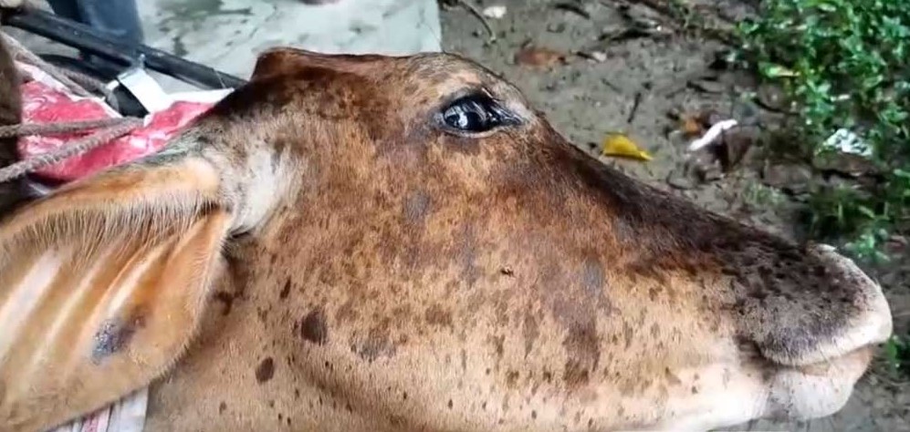 মকসুদপুরে প্রতিবেশীর বিরুদ্ধে গরুর রগ কেটে দেওয়ার অভিযোগ