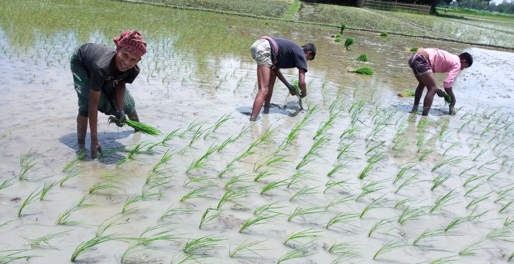সোনাতলায় আমন ধানের চারা রোপণে ব্যস্ত কৃষক 