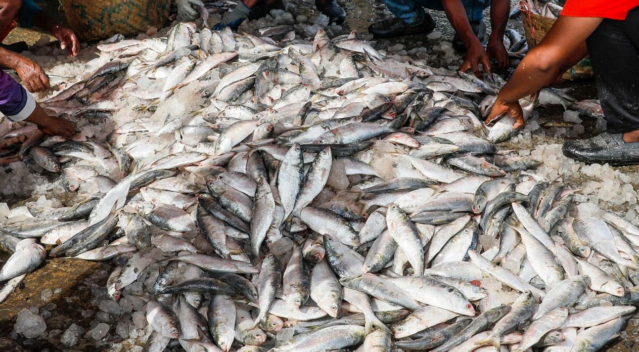 ছোট না বড়, কোন ইলিশ বেশি স্বাদ
