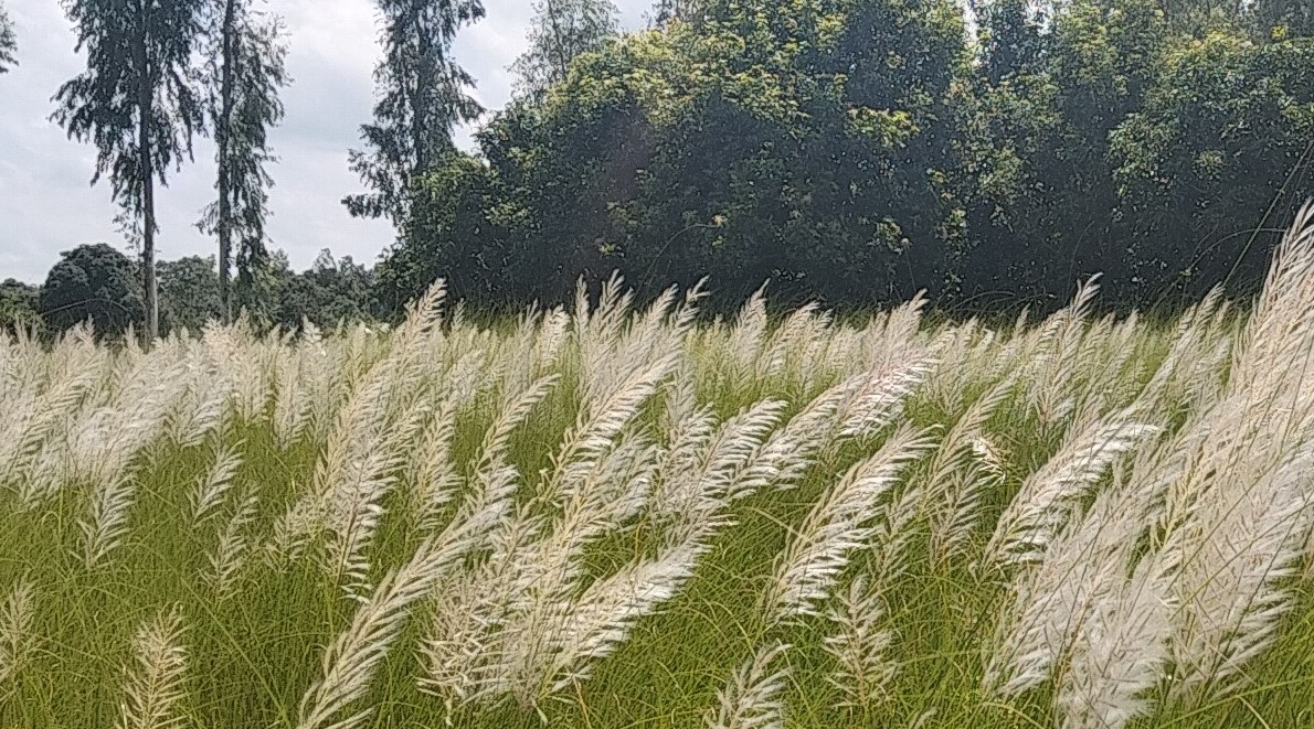 প্রকৃতি প্রেমী দর্শনার্থীরা সৌন্দর্য দেখতে ছুটছেন কাশবনে