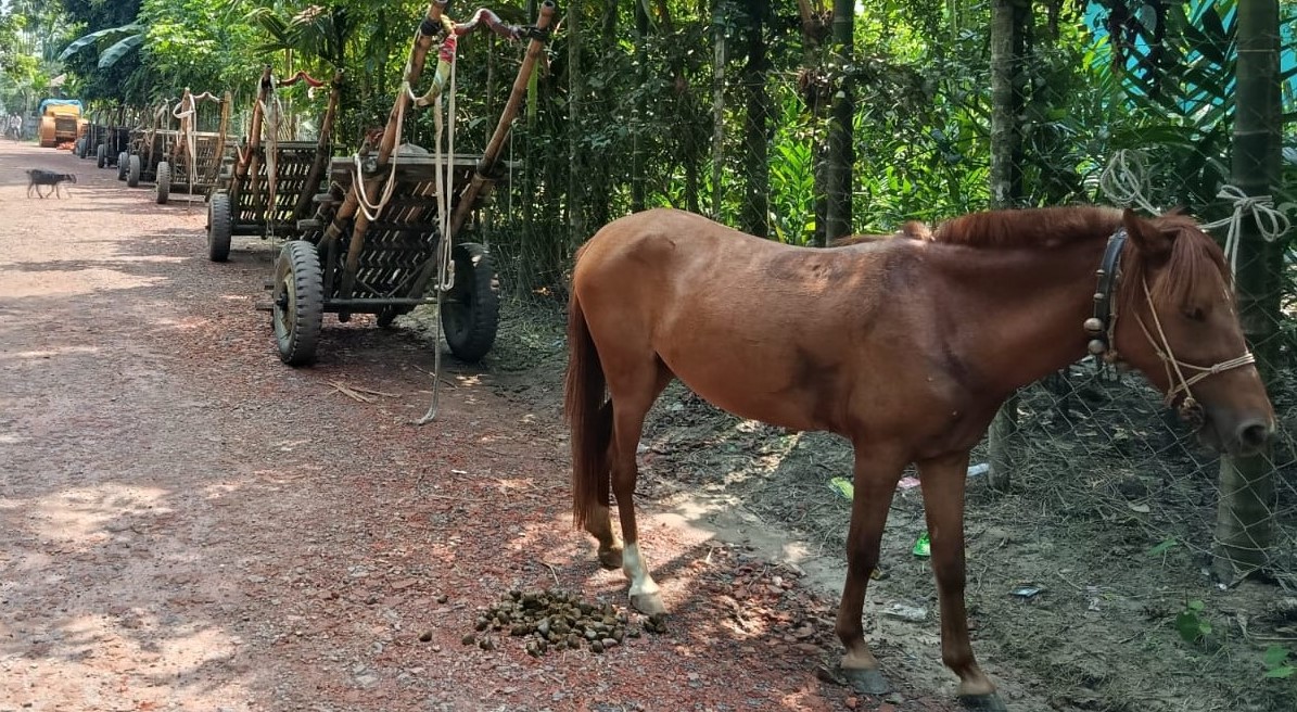 লালমনিরহাটে কৃষি পণ্য পরিবহনে ঘোড়ার গাড়ির কদর দিনদিন বাড়ছে