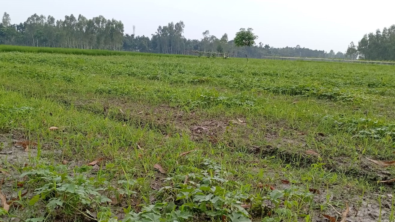 লালমনিরহাটে দেশী জাতের করলা চাষে লাভবান কৃষক