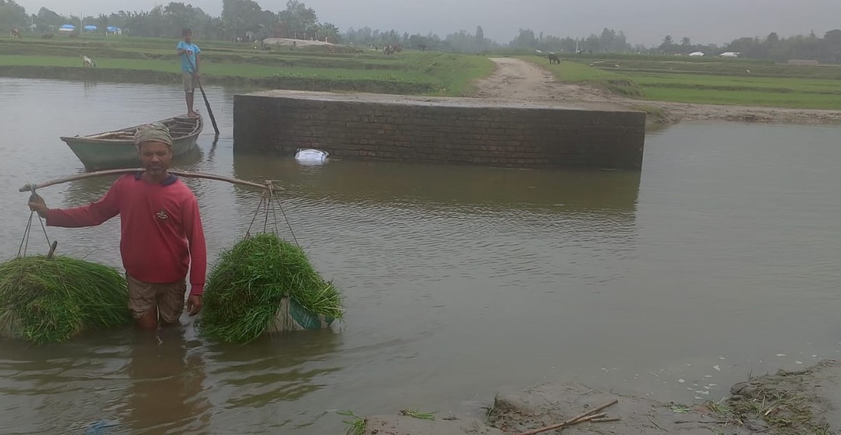 সোনাতলায় বর্ষায় রাস্তা ভেঙ্গে খাদে পরিণত, ভরসা নৌকায়