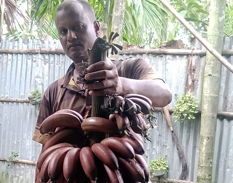 লালমনিরহাটে পাহাড়ি কলা