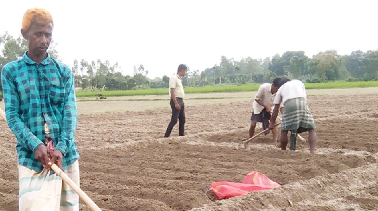 ফুলবাড়ীতে আগাম আলু চাষে ঝুঁকে পড়েছেন কৃষক