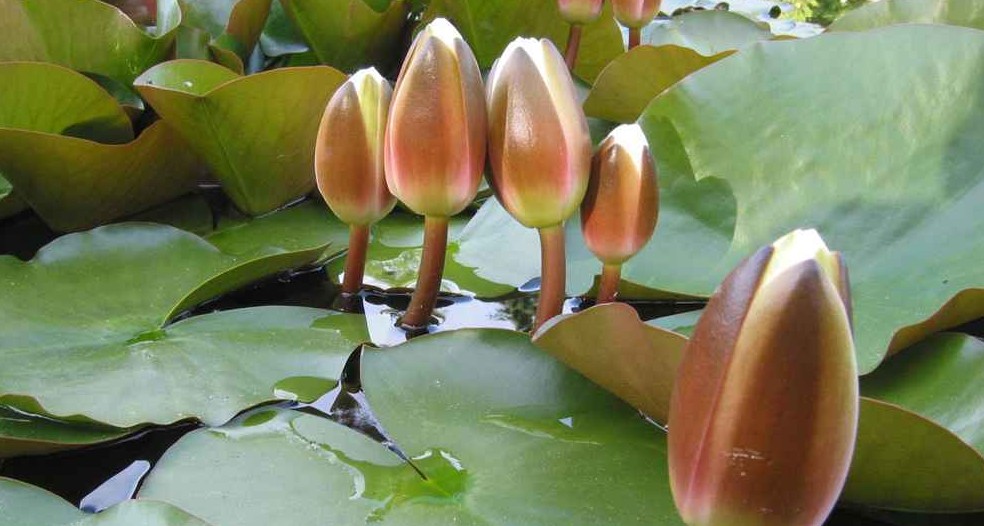 ইসির প্রতীক তালিকায় যুক্ত হলো ‘শাপলা কলি’