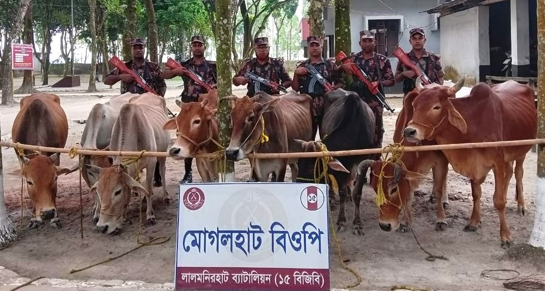 লালমনিরহাটে ১৫ বিজিবি’র অভিযানে ভারতীয় গরু জব্দ