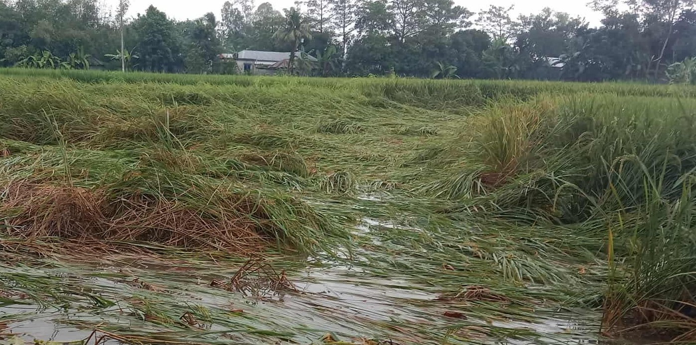 ধুনটের বৃষ্টির পানিতে ডুবে গেছে কৃষকের আমন ধান