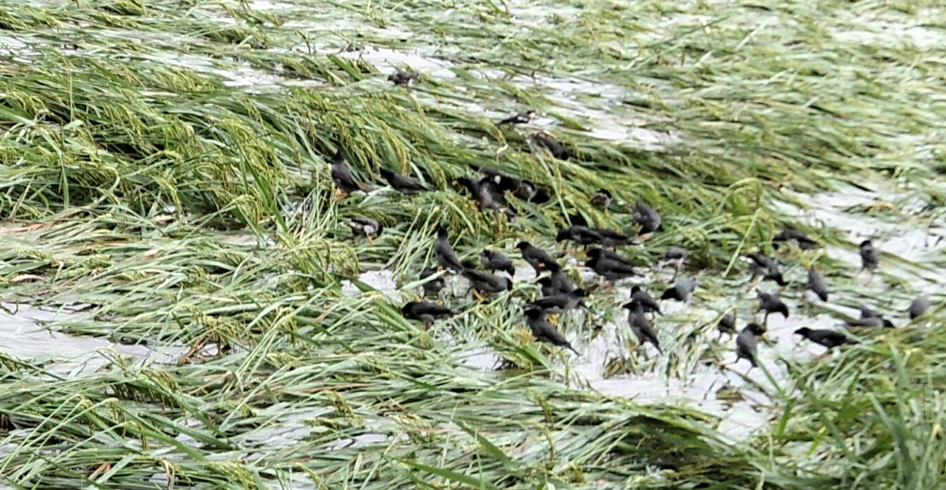 বৃষ্টিতে সোনাতলায় ডুবে গেছে আমন ধান, দিশেহারা কৃষক