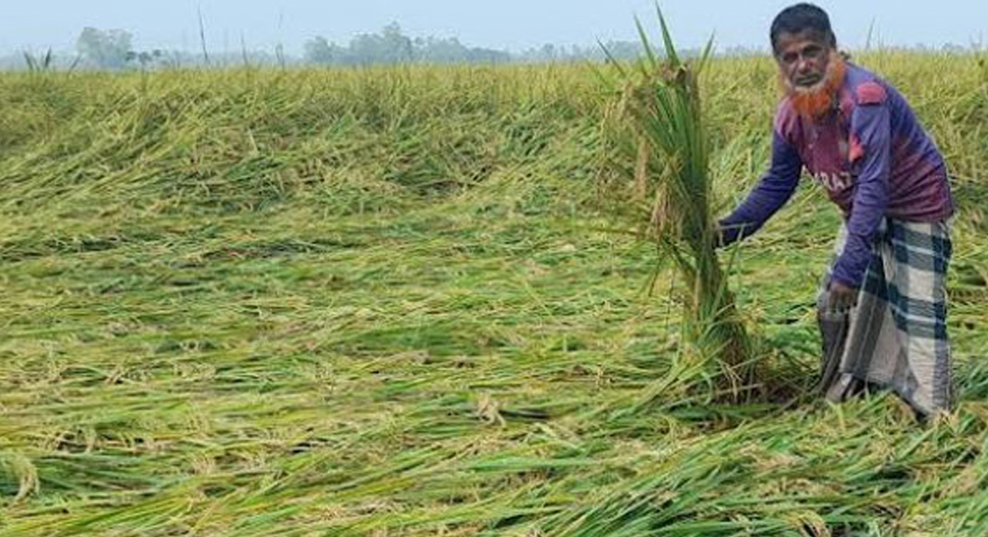 ফুলবাড়ীতে বৃষ্টিপাতে ধান ও আগাম সবজির ব্যাপক ক্ষয়ক্ষতি