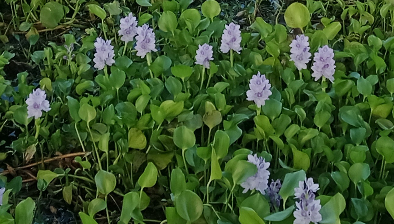 ফুল প্রেমীদের মুগ্ধতা ছড়াচ্ছে কুচুরিপানা ফুল 
