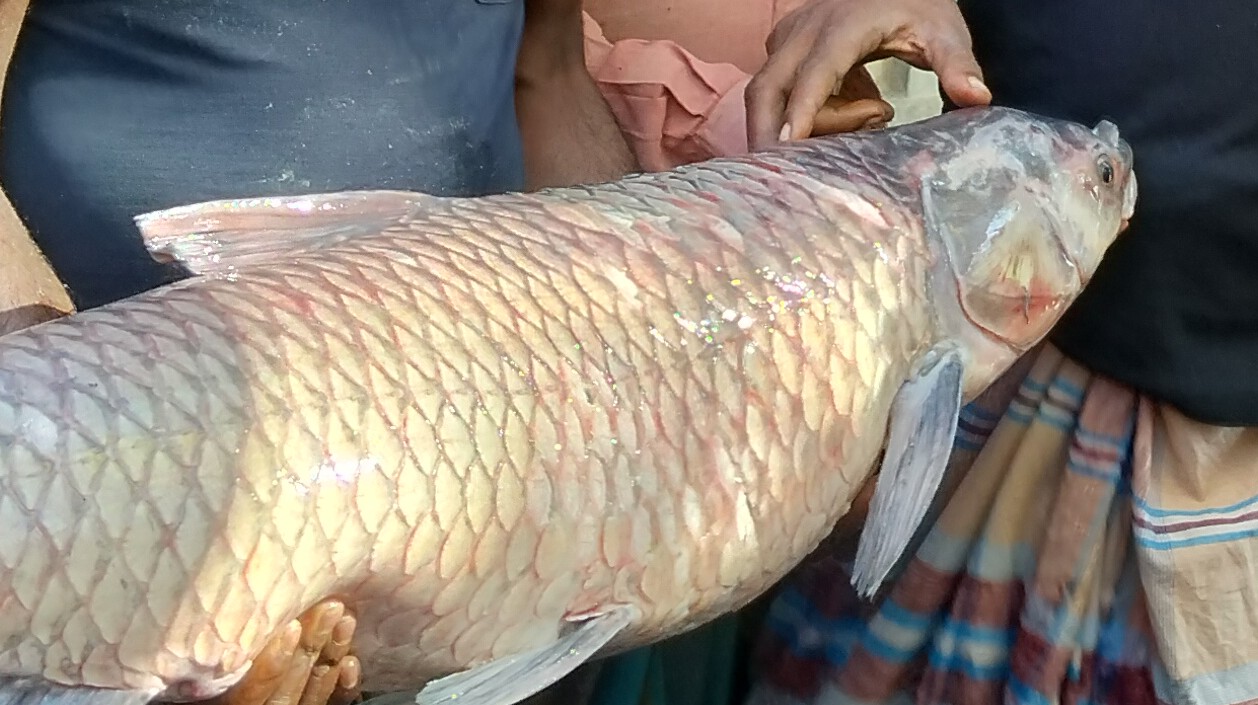 নবান্ন উৎসব উপলক্ষে সোনাতলায় মাছের মেলা অনুষ্ঠিত