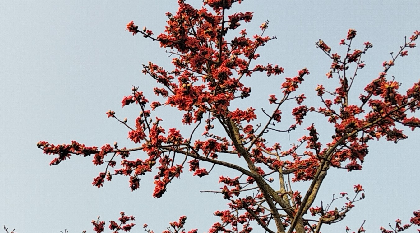 গাইবান্ধার প্রকৃতি রাঙ্গাচ্ছে ফাগুনের আগুন ঝরানো শিমুল ফুল