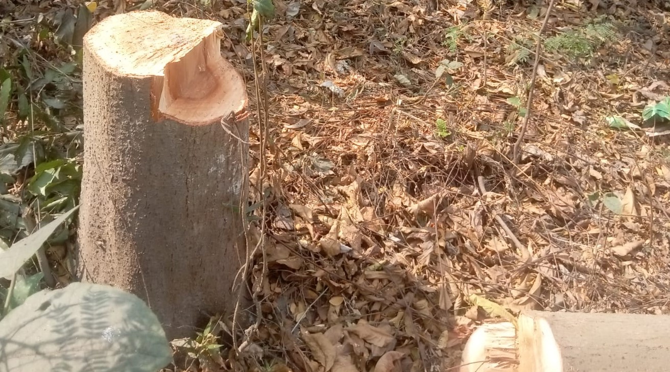 কাশিয়ানীতে উধাও বনায়নের অর্ধশত গাছ