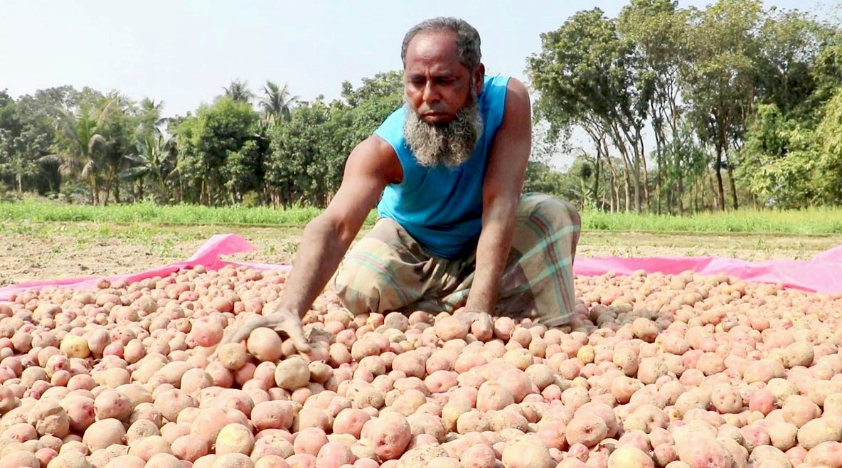 নওগাঁয় আলুর দামে ধস, ২৫ টাকায় ৫ কেজি