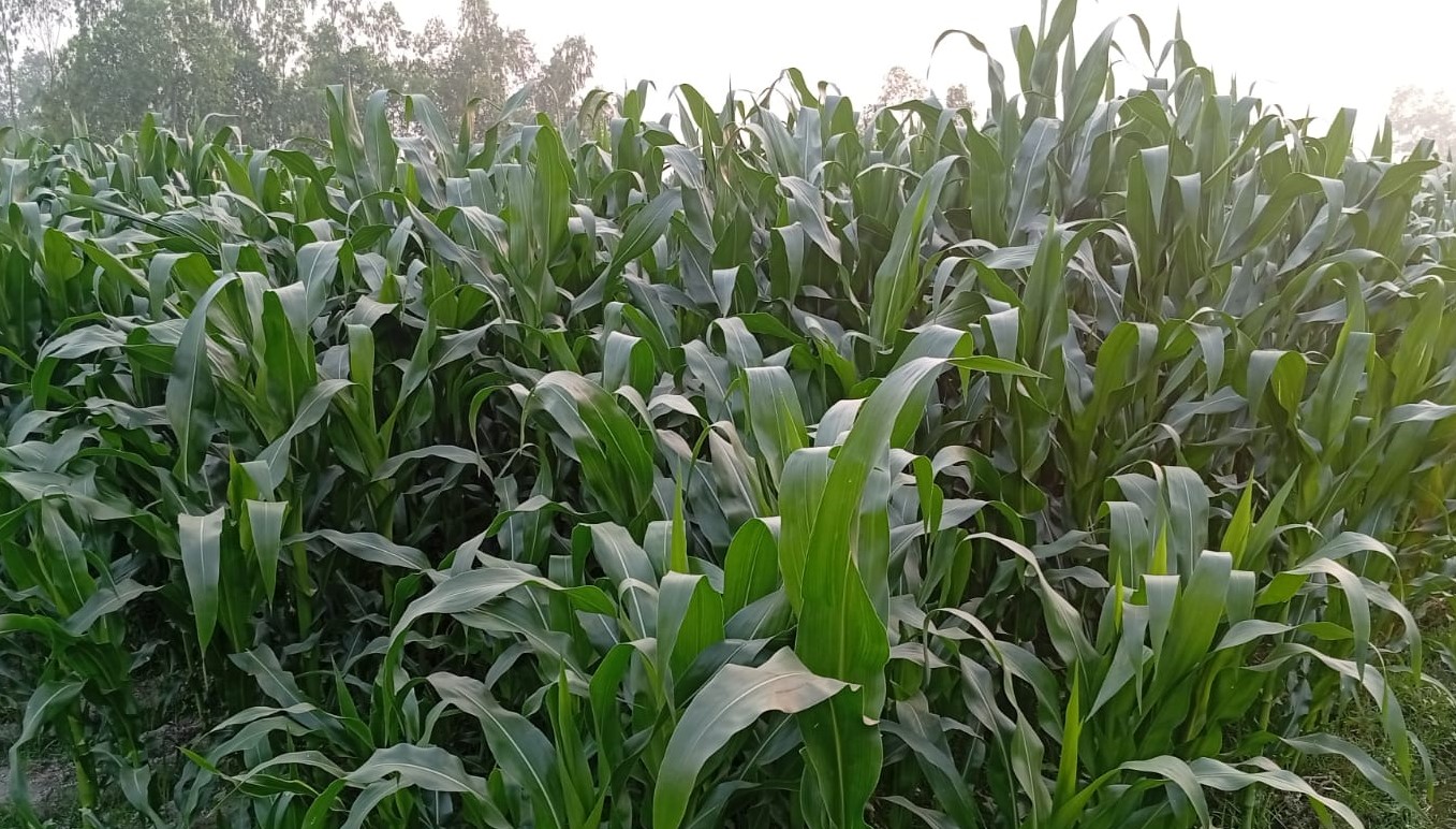 লালমনিরহাটে আগাম জাতের ভুট্টার বাম্পার ফলনের সম্ভাবনা