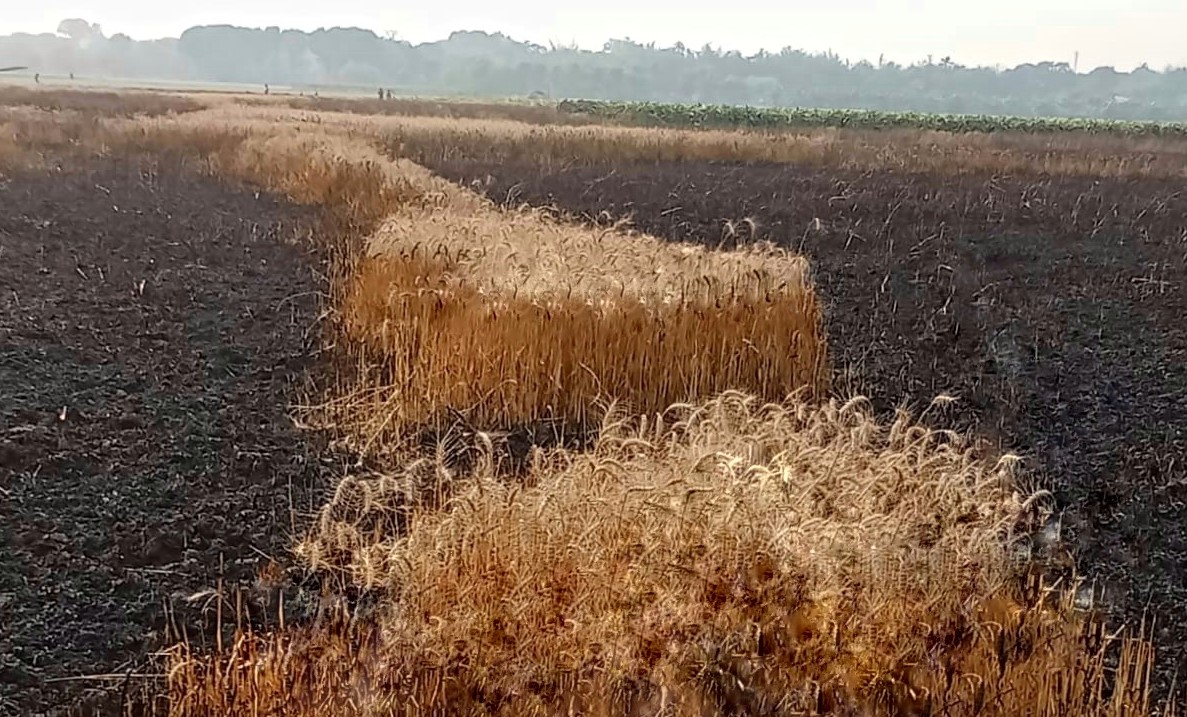 গাংনীতে গমের নাড়া পোড়াতে গিয়ে শত বিঘা জমির গম পুড়ে ছাই