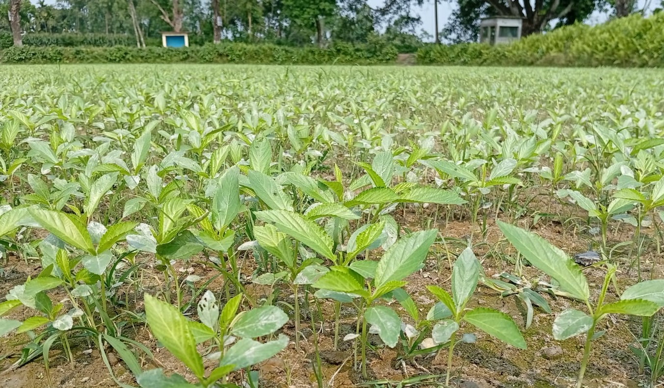 লালমনিরহাটের কৃষকেরা পাট ক্ষেত পরিচর্যায় ব্যস্ত