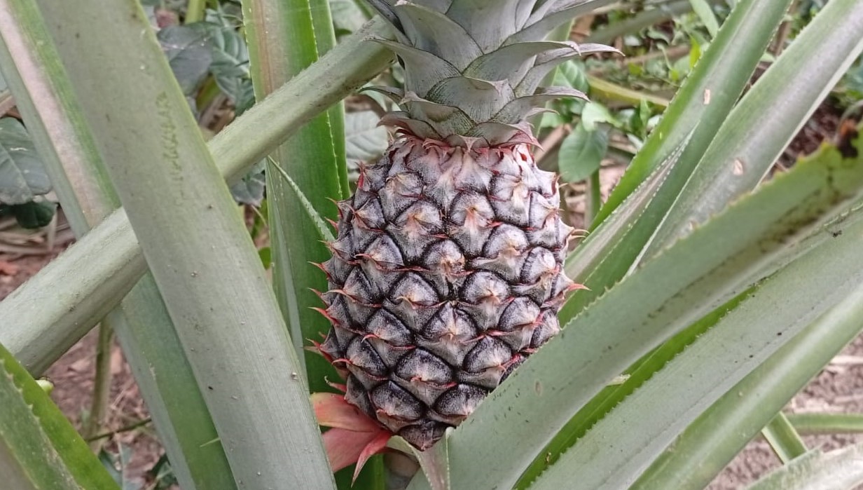 লালমনিরহাটের চাষিরা ‎আনারস চাষে ঝুঁকছেন!