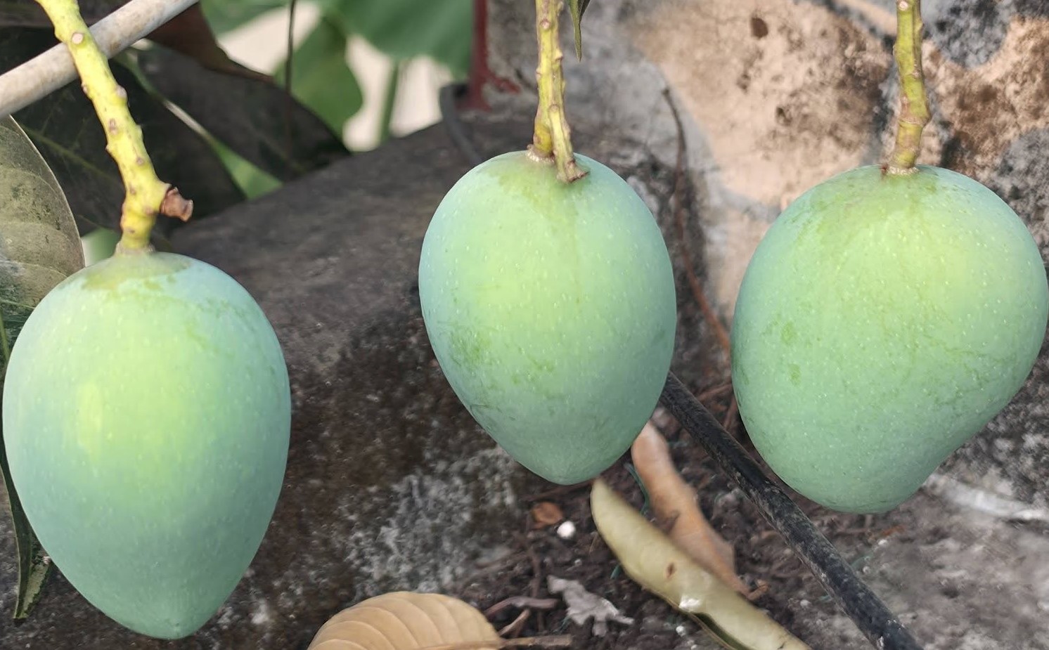 ৫ মে থেকে বাজারে পাওয়া যাবে সাতক্ষীরার আম