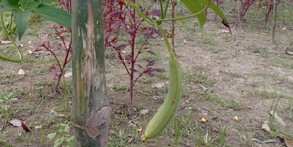 লালমনিরহাটের চাষীরা ধুন্দল চাষে স্বাবলম্বী