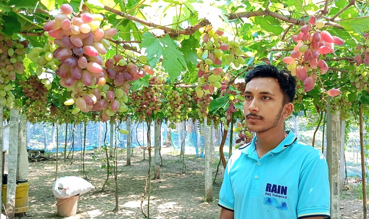 ঝিকরগাছায় আঙ্গুর চাষে বাজিমাত করেছেন সৌখিন উদ্যোক্তা পারভেজ
