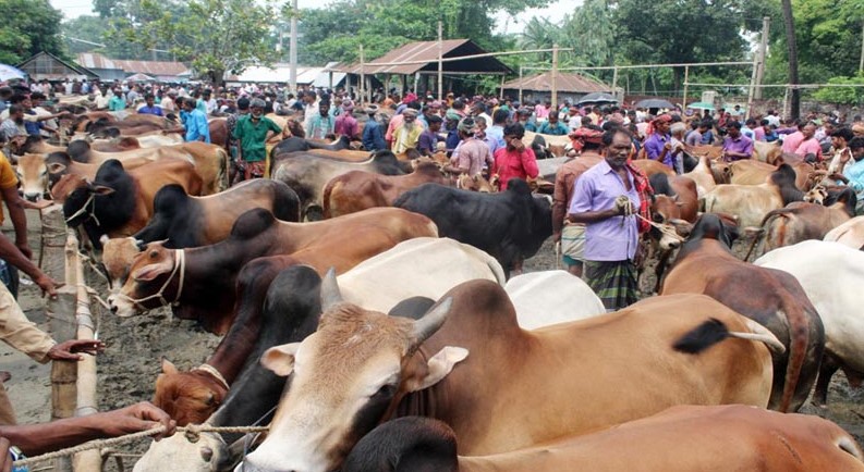 ঈদুল আজহা উপলক্ষে সারাদেশে বসছে ৩৬০০ পশুর হাট, রাজধানীতে ২৭টি