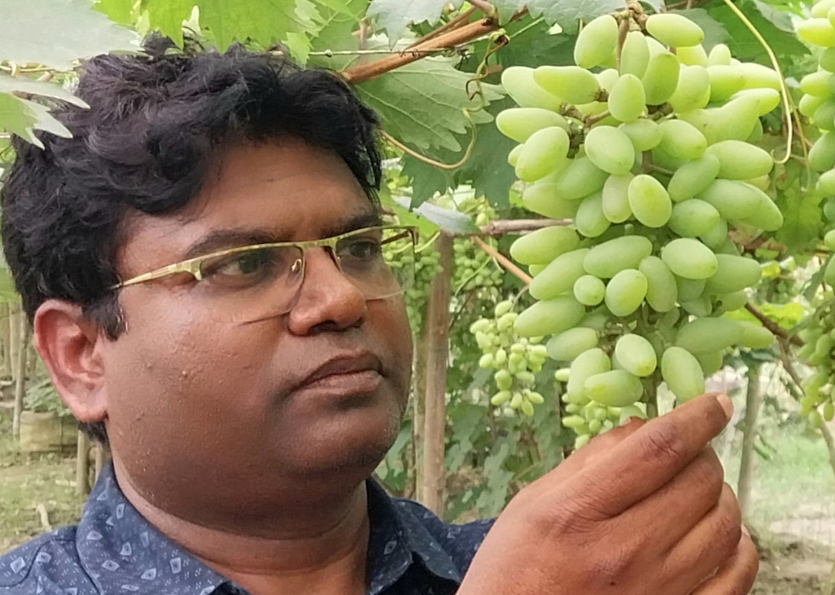 ফুলবাড়ীতে বাণিজ্যিকভাবে বাইনুর জাতের আঙ্গুর চাষে বাজিমাত 