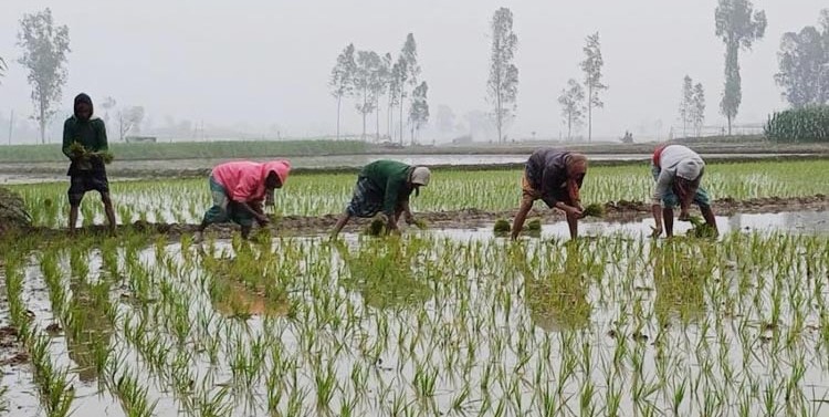 বগুড়ায় কৃষকরা শীত উপেক্ষা করে বোরো চাষ শুরু করেছে